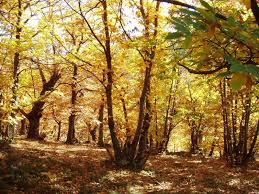 All castagneto carducci hotels castagneto carducci hotel deals last minute hotels in castagneto carducci by hotel type. Il Castagneto Di Senarica Prati Di Tivo Vacanze In Montagna In Abruzzo