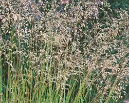 Deschampsia flexuosa — id 26011 symbol key defl common name wavy hairgrass family poaceae category monocot division magnoliophyta us nativity native to u.s. Drahtschmiele Pflanzen Und Pflegen Mein Schoner Garten