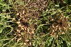 Image result for Arachis hypogaea