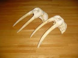 15 Ide Antique Kuda Nil Zebra Damaskus