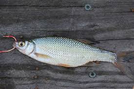 We did not find results for: Forage Fish For Trophy Bass Pond Management Mossy Oak