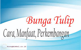 5 poin bunga lili berkembang biak dengan cara tanyakan detil pertanyaan. Bunga Tulip Cara Manfaat Perkembangannya Ruangbimbel Co Id