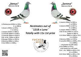 Mazda 626 vs mitsubishi galant. Venusserena Fuchs Wolf Pigeonracing