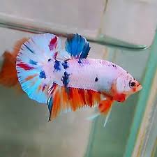 Ikan ini mempunyai bentuk dan karakter yang unik dan cenderung agresif dalam mempertahankan. 8 Ikan Cupang Termahal Dan Terbaik Di Dunia Kolektor Wajib Tau