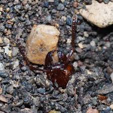 Image result for Antrocaryon nannanii