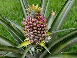 How To Grow And Care For A Pineapple Jardin De Hierbas Propagacion De Plantas Jardineria