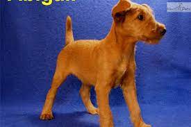 Meet Abigail A Cute Irish Terrier Puppy For Sale For 700 Irish Girl Abigail Hold Pending Sale Irish Terrier Irish Terrier Puppies Terrier