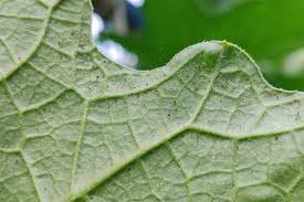 Image result for spider mites on cucumbers