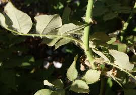 This is the first report of this condition for diodia virginiana, and their illustration of the flowers suggest that there may at. Archives Gardening In The Panhandle