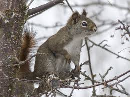 A squirrel may get excited when you are refilling the feeder and jump on you. Question I Saw A Squirrel With No Fur On Its Neck Both Backside And Underneath What Is This Purdue Extension Forestry Natural Resources