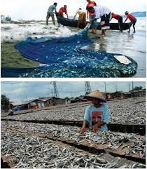 Penguatan Ekonomi Maritim Dan Agrikultur Di Indonesia