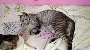 Apabila ginjal mulai terganggu, maka menumpuknya limbah dalam darah bisa menyebabkan tubuh terasa gatal. Kucing Nak Beranak Minta Ditemankan Youtube
