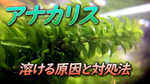 アナカリス オオカナダモ が溶ける原因と対処法 環境の変化による影響や成長速度の考察 Youtube