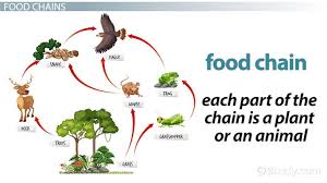 👉 Rainforest Food Chains: Display Banner (Teacher Made)