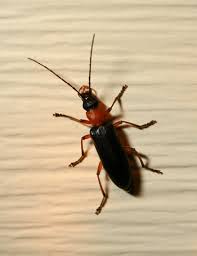 Arizona blister beetles, meloidae blister beetles, meloidae. Red Black False Blister Beetle Ananca Bicolor The Firefly Forest