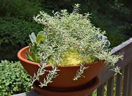 Image result for rosemary container