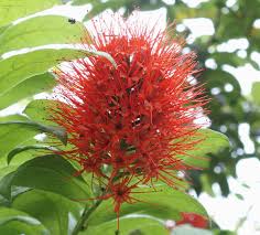 Image result for Combretum constrictum
