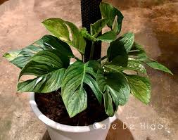 Monstera Pinnatipartita Variegated Plants Plants Monstera