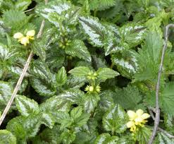 Image result for Lamium galeobdolon