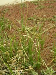 Image result for Oxycaryum