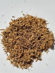 Image result for Typha capensis