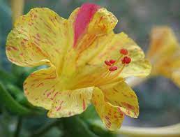 Five O Clock Flower Clock Flower Flowers Green Thumb