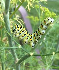 Black And Red Caterpillar Uk Black Swallowtail Caterpillar Feasting On Some Dill In Illinois Photo By Kathy Beckman Cushing Insects Beautiful Creatures Nature Pictures