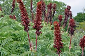 Image result for Melianthus major