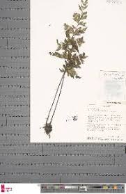 Image result for Asplenium blastophorum