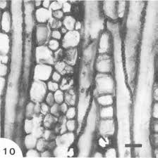 Image result for Allocassine laurifolia