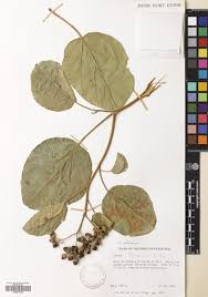 Image result for Cordia africana