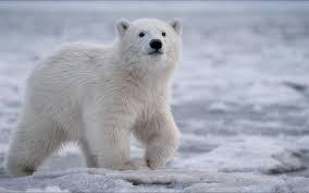 Download Wallpapers Polar Bear North Winter Snow White Bear Wildlife Predator Bear Wild Animals Too Much Nice To Polar Bear White Bear Teddy Bear Plush