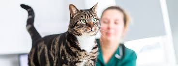 Treat your cat's worms with some wormwood herbal wormer. Worms In Cats Protect Your Cat From Worms My Family Vets