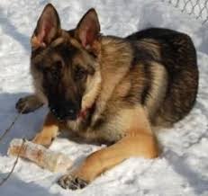Looking for a german shepherd puppy? Luke Is An Adoptable German Shepherd Dog Dog In Madison Wi Our Adoption Process Begins With An Applicatio German Shepherd Dogs Shepherd Dog Animals Beautiful