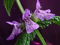 Image result for Stachys pseudonigricans