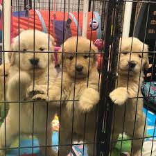 Golden retriever puppies for sale. Summer Oaks Golden Retrievers Home Facebook