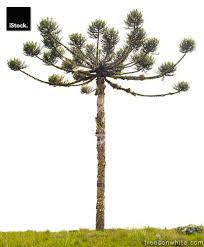 Image result for Araucaria angustifolia