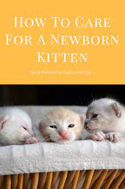 How To Care For A Newborn Kitten Newborn Kittens Newborn Care Taking Care Of Kittens