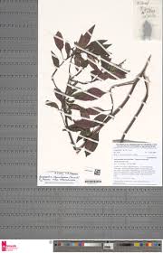 Image result for Anisosepalum