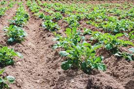 Check spelling or type a new query. 7 Critical Tips To Improve Potato Production In Beds And Containers