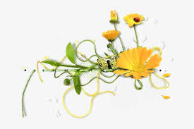 Download free fiori transparent images in your personal projects or share it as a cool sticker on. Orange Flowers Vector Design Tube Scrapbook Frame Fiori Tubes Png Transparent Png 650x465 Free Download On Nicepng
