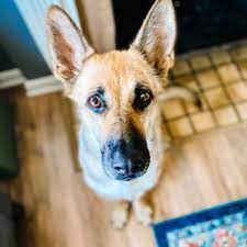 Maybe you would like to learn more about one of these? One Of A Kind Pet Rescue 16 Photos 19 Reviews Pet Adoption 1929 W Market St Akron Oh Phone Number