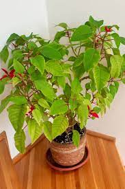 How To Keep Poinsettia Plants Alive After They Finish Blooming
