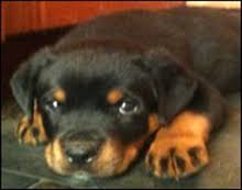 You will learn tips on how to train young puppies through positive. Crate Training Your Rottweiler Puppy