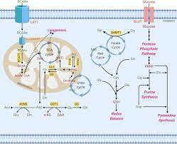 Amino Acids In Cancer Experimental Molecular Medicine