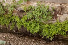 Image result for Adiantum capillus-veneris