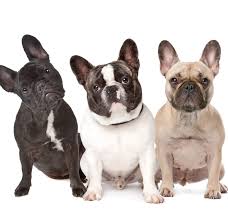 Friends if you are planning to bring a french bulldog puppy in your home and want to know the current price in india for 2020 in. Average Cost Of Bulldog Insurance 2021 Nimblefins