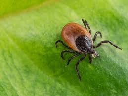 Tick parasitism is also widely distributed among host taxa, including marsupial and placental mammals, birds, reptiles (snakes, iguanas, and lizards), and amphibians. Mxwyzxinmicc M