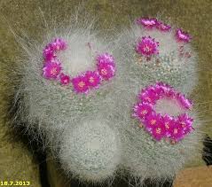 Repotted a few cacti today, including this old man cactus. Image Mammillaria Hahniana Old Lady Cactus Biolib Cz