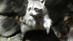 Les Racoons Guadeloupe Animaux